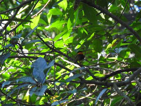 Image of Orange-collared Manakin