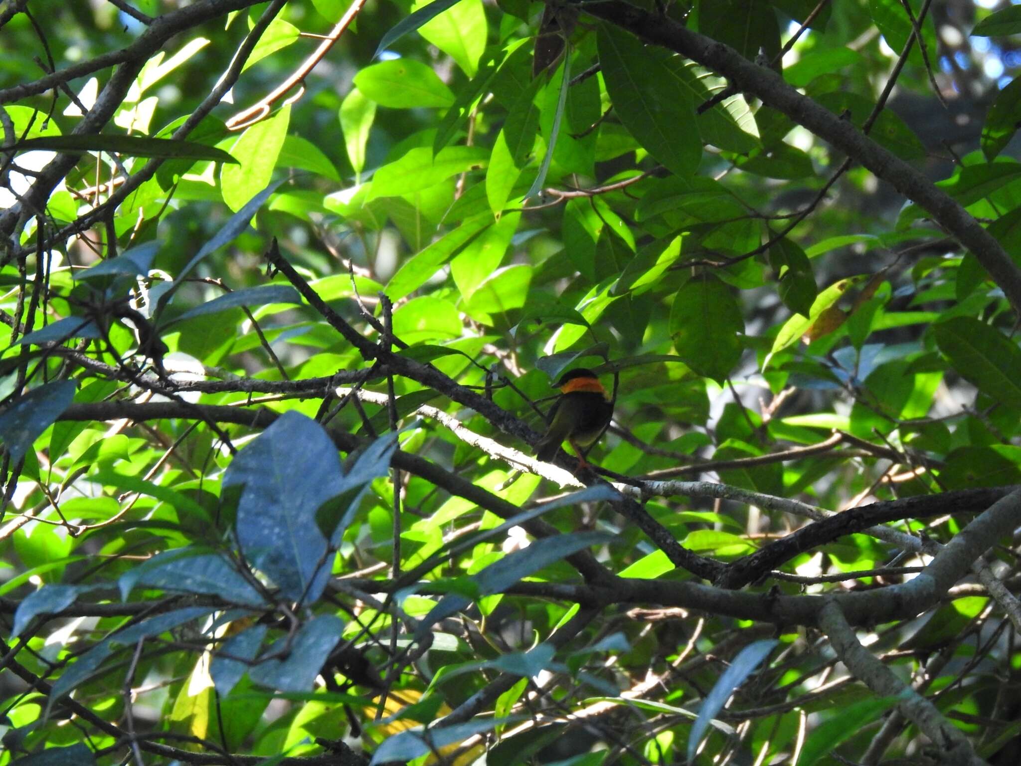 Image of Orange-collared Manakin