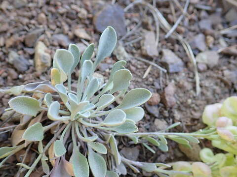 Слика од Physaria alpestris Suksd.