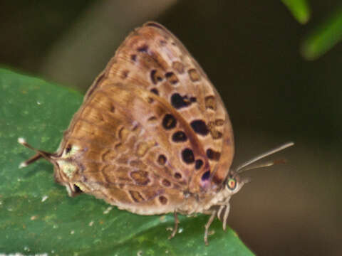 Image de Arhopala anthelus (Westwood (1852))