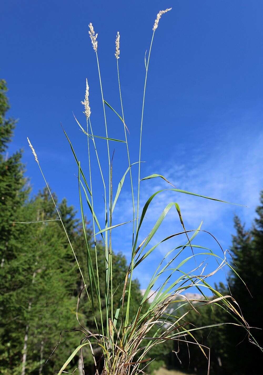 Image of Calamagrostis varia (Schrad.) Host