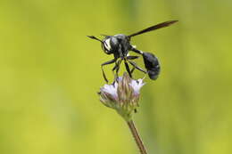 Image of Physocephala tibialis (Say 1829)