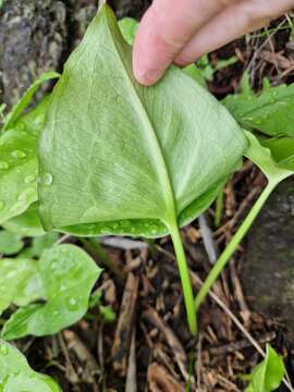 Image of Arisarum vulgare subsp. clusii (Schott) K. Richt.