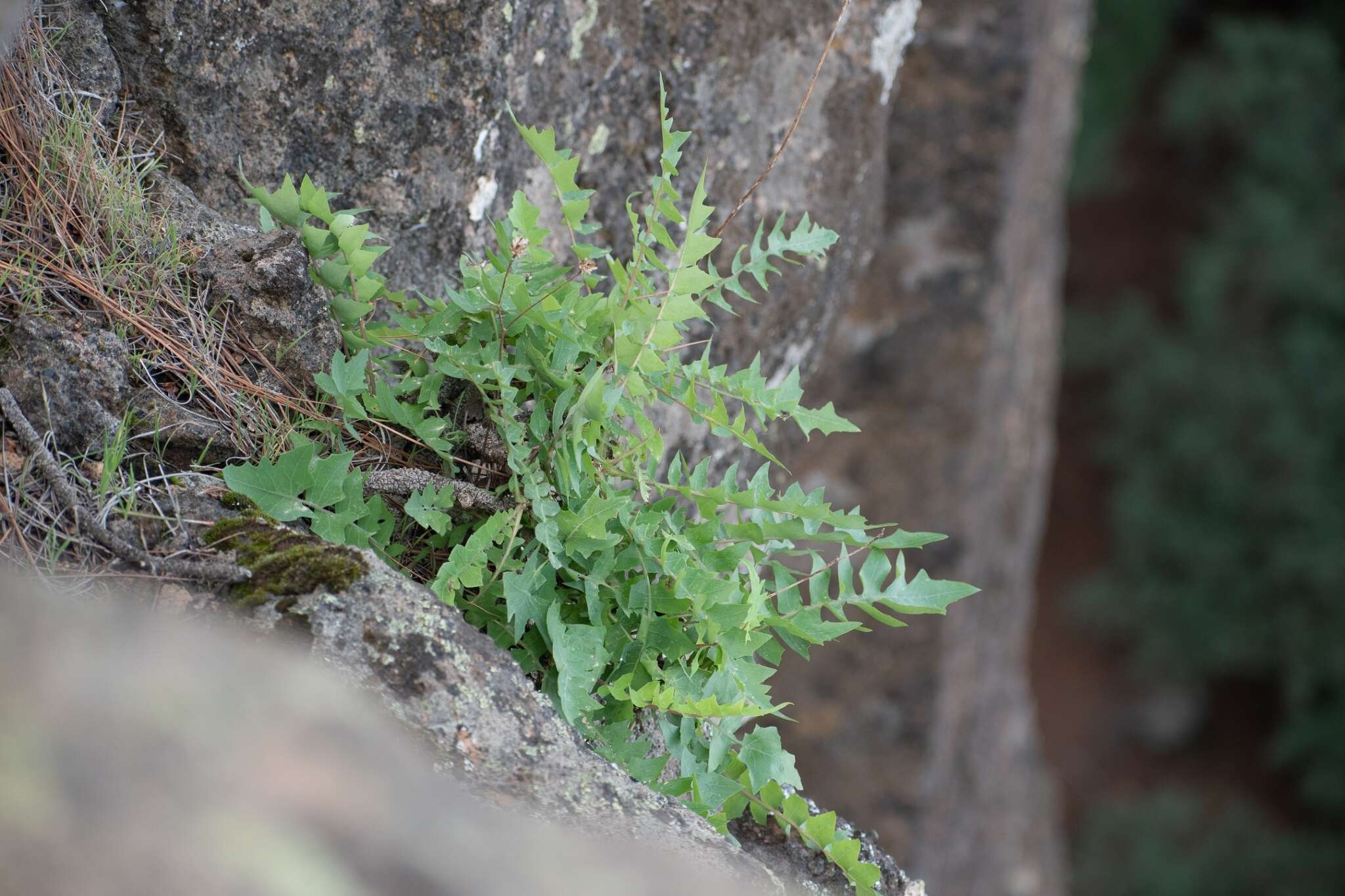 Image de Sonchus gummifer Link