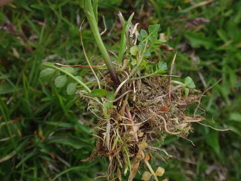 Imagem de Cardamine crassifolia Pourr.