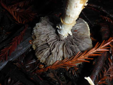 Image of Stropharia ambigua (Peck) Zeller 1914