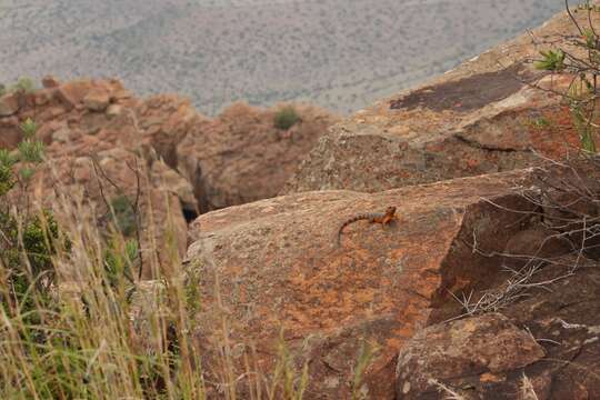 Image of Eastern Cape Crag Lizard