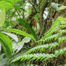 Image of Anthurium obtusilobum Schott