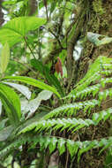 Image of Anthurium obtusilobum Schott