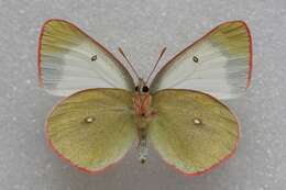 Image de <i>Colias palaeno europomene</i> Ochsenheimer 1816