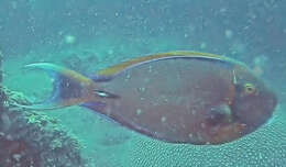 Image of Blackspot surgeonfish