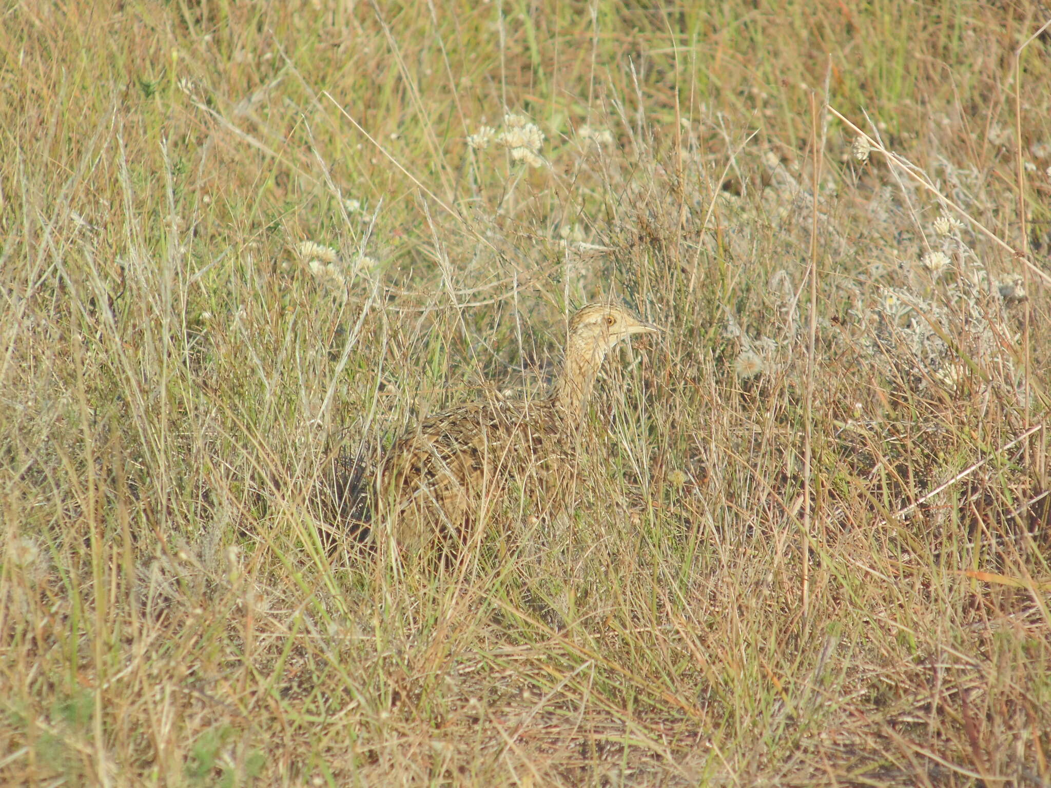 Image of Spotted Nothura