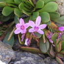 Image of alpine springbeauty