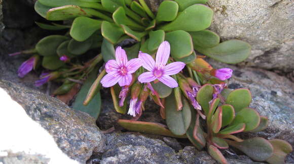 Image of alpine springbeauty