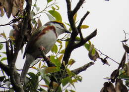 Image of Chestnut-sided Shrike-Vireo