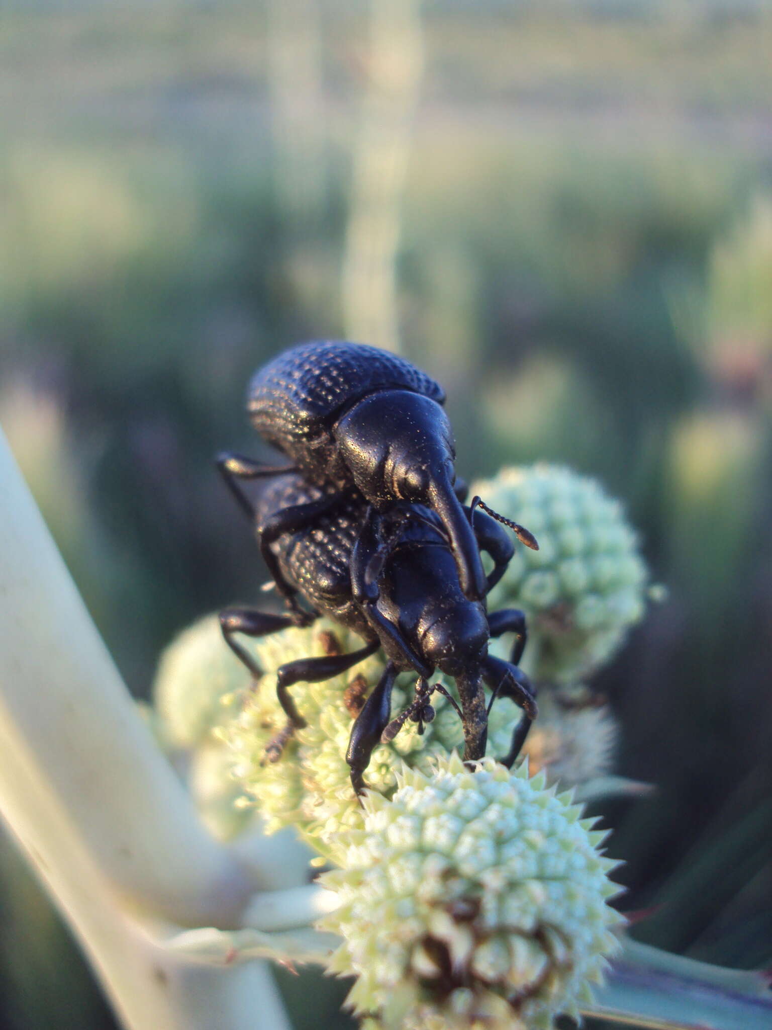 Image of Heilipodus scabripennis Kuschel 1955