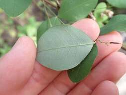 Image of bicolor lespedeza