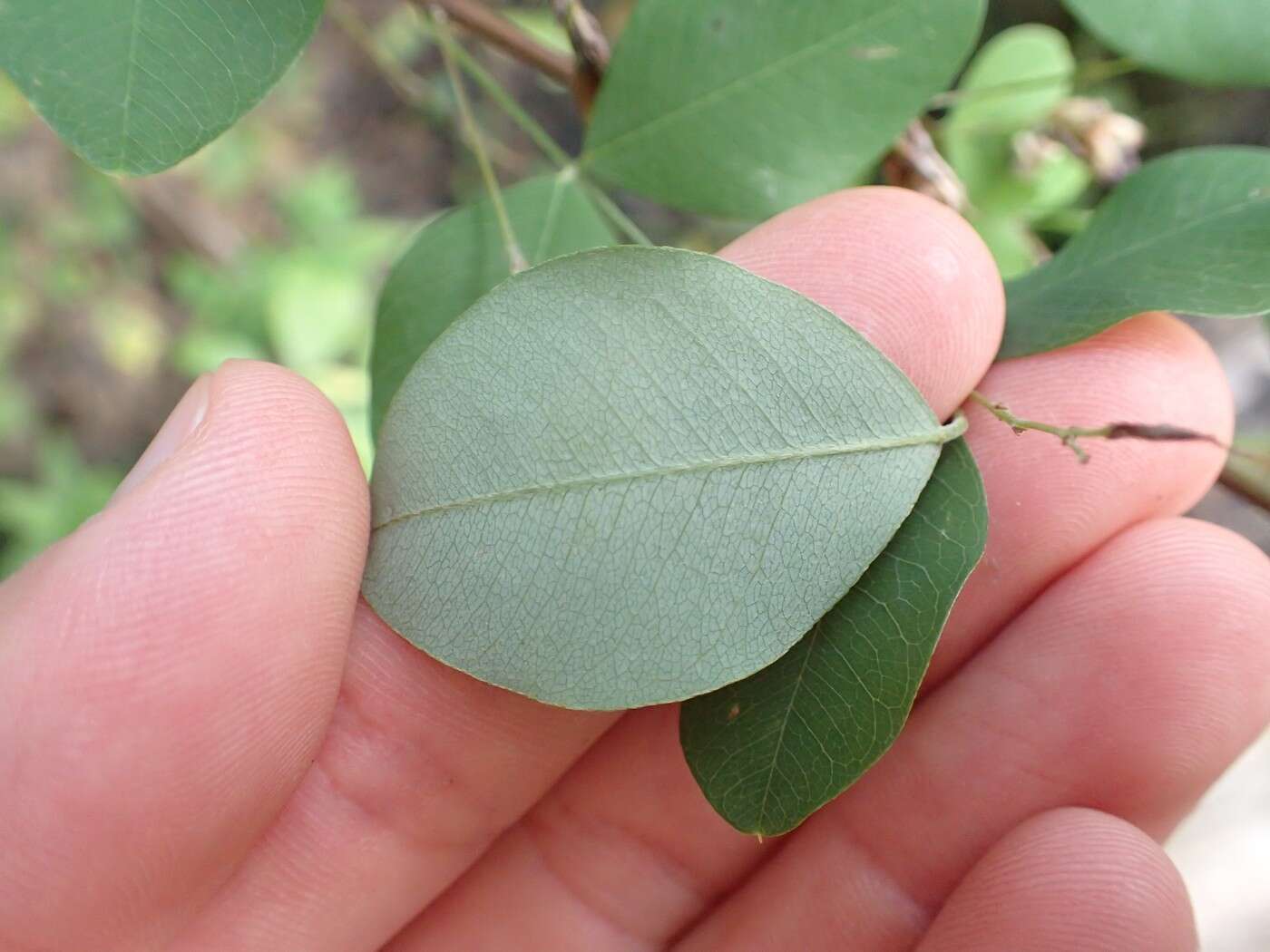 Image of bicolor lespedeza