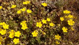 Image of spring cinquefoil