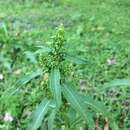 Image of Rumex japonicus Houtt.