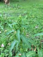 Imagem de Rumex japonicus Houtt.