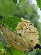 Image of Elm leafminer