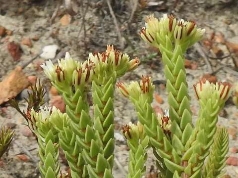 Image of Crassula ericoides Haw.