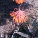 Image of Aloe capitata var. quartziticola H. Perrier