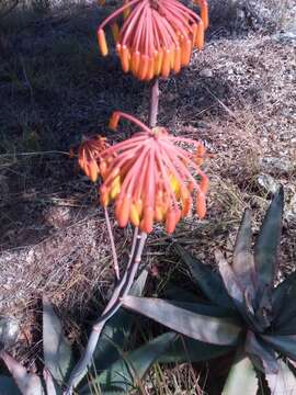 Image of Aloe capitata var. quartziticola H. Perrier