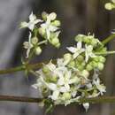 Imagem de Galium valentinum Lange