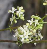 Imagem de Galium valentinum Lange