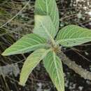 Image of Tetradenia goudotii Briq.