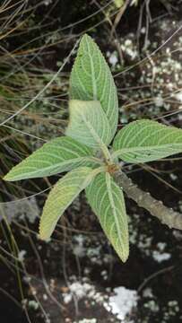 Image of Tetradenia goudotii Briq.