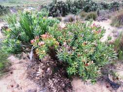 Image de Leucadendron sessile R. Br.