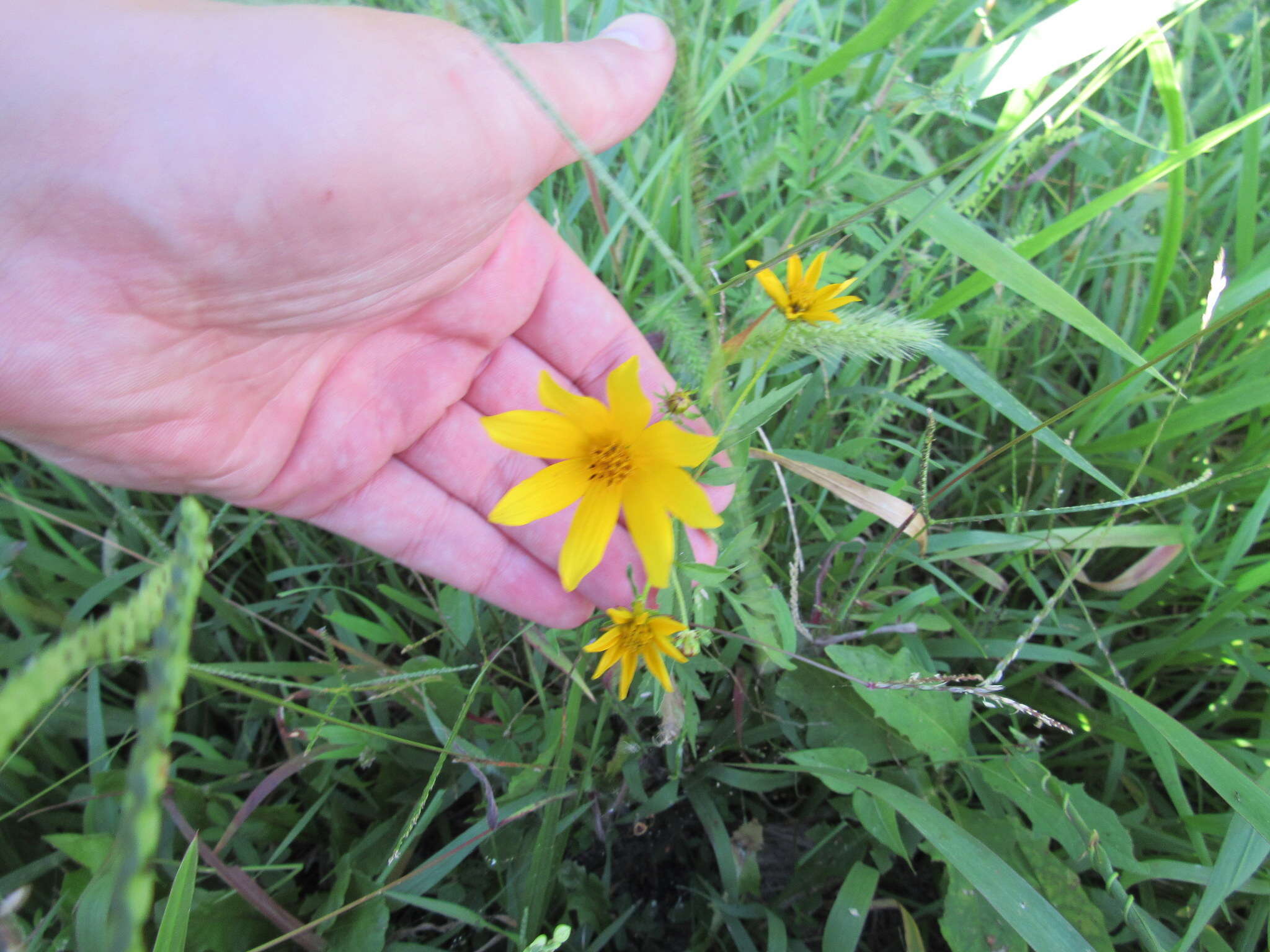 Image of Bidens polylepis S. F. Blake