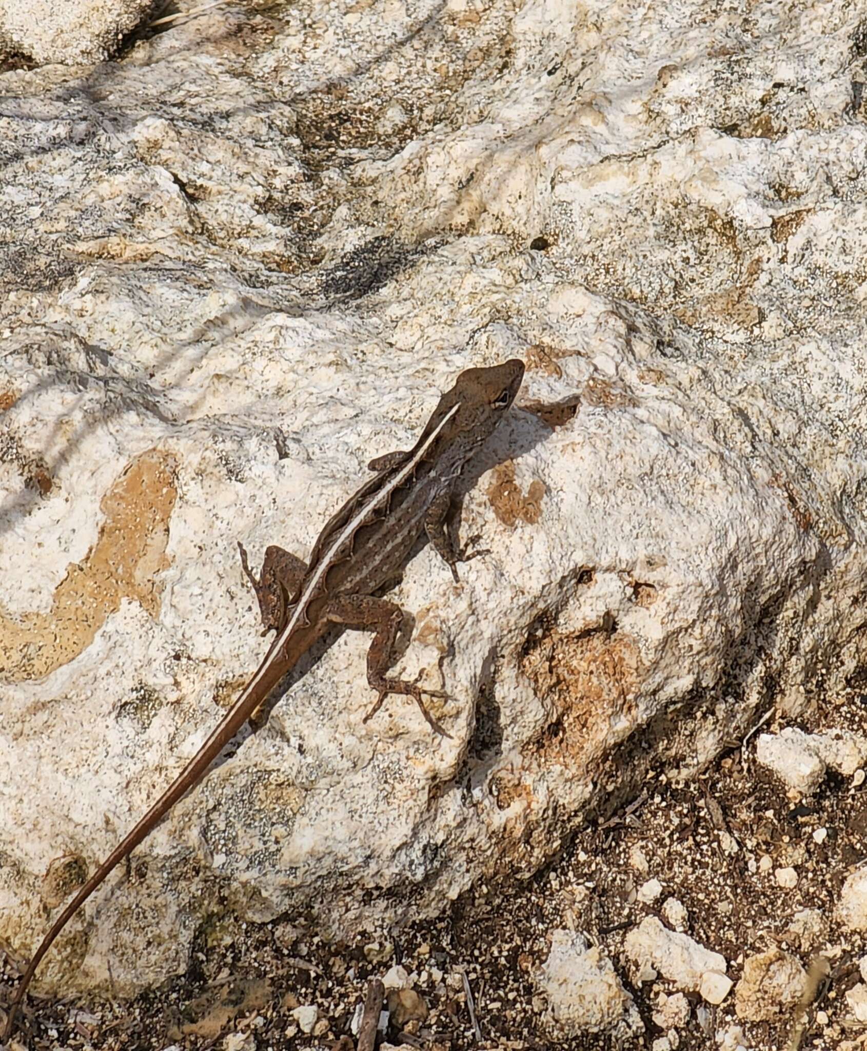 Image of brown anole