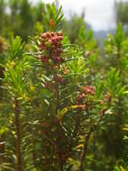 Imagem de Erica platycodon subsp. platycodon