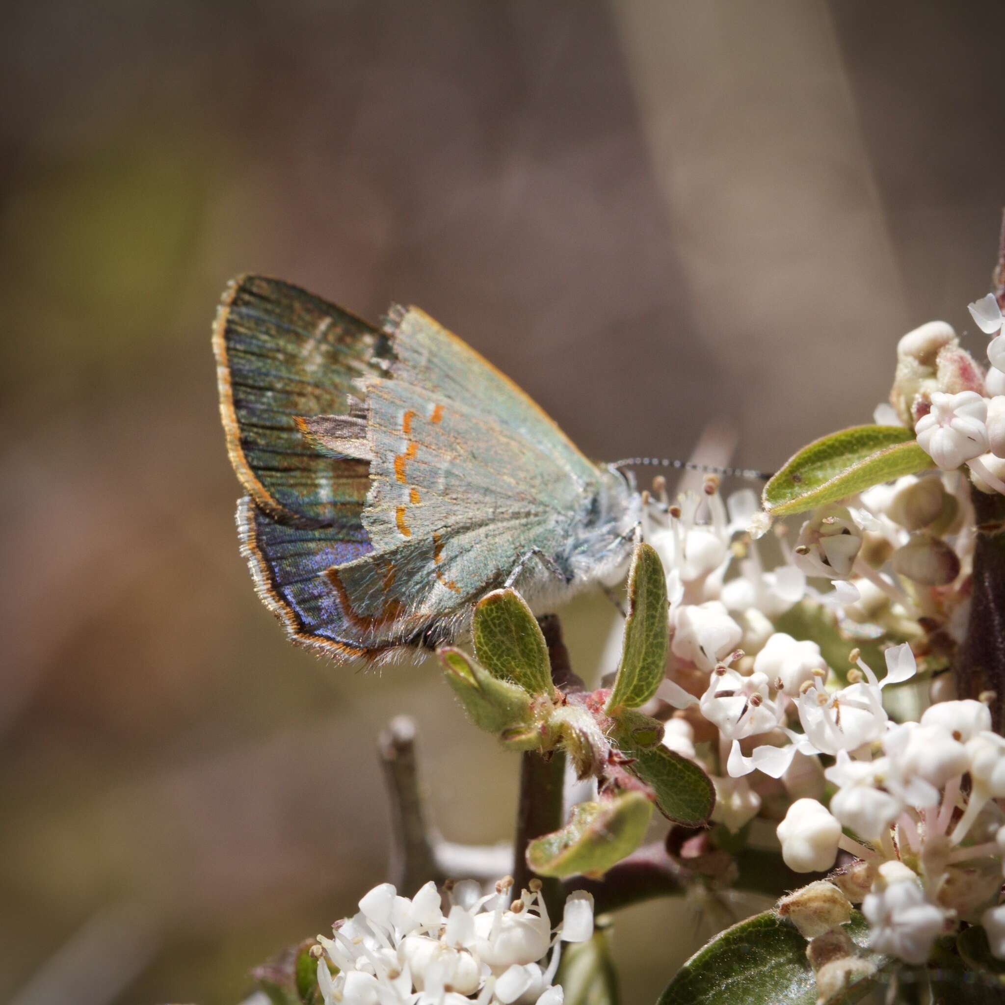 Image of Arizona Hairstreak