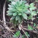 Image of Echeveria quitensis (Kunth) Lindley