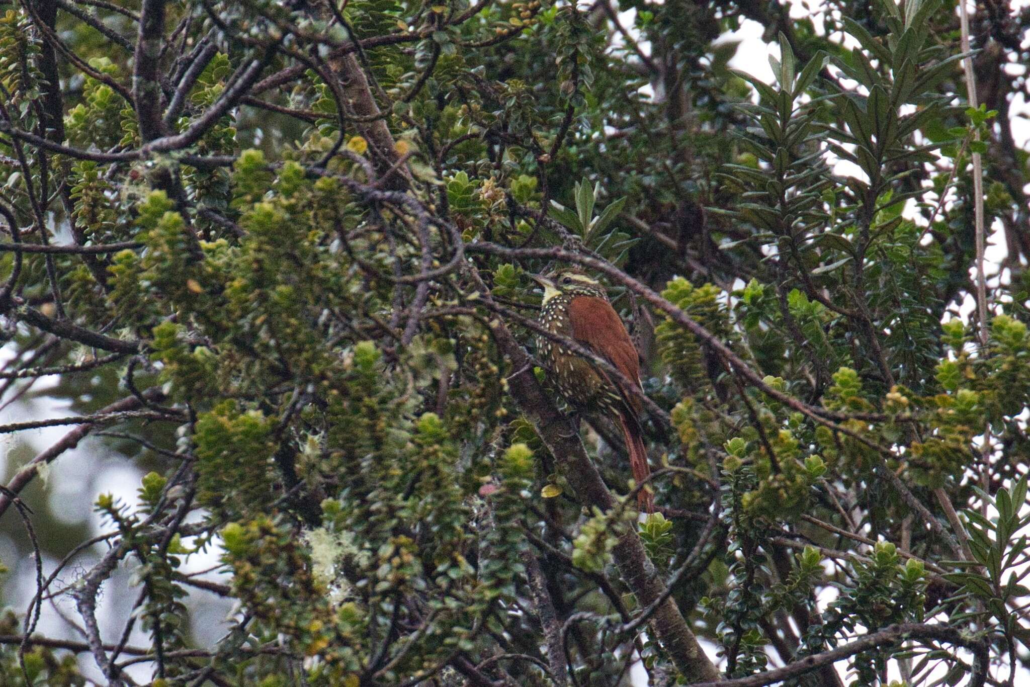 Image of Pearled Treerunner