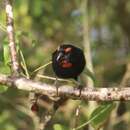 Image of Greater Antillean Bullfinch