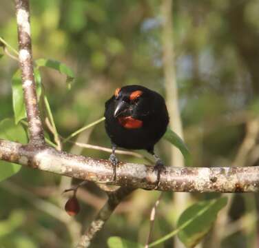 Melopyrrha violacea (Linnaeus 1758)的圖片