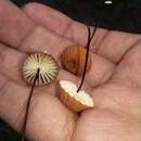 صورة Marasmius ruforotula Singer 1948