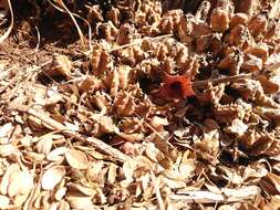 Image of Ceropegia loeseneriana (Schltr.) Bruyns