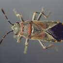 Image of Elm Seed Bug