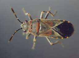 Image of Elm Seed Bug