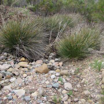 Juncus acutus L. resmi