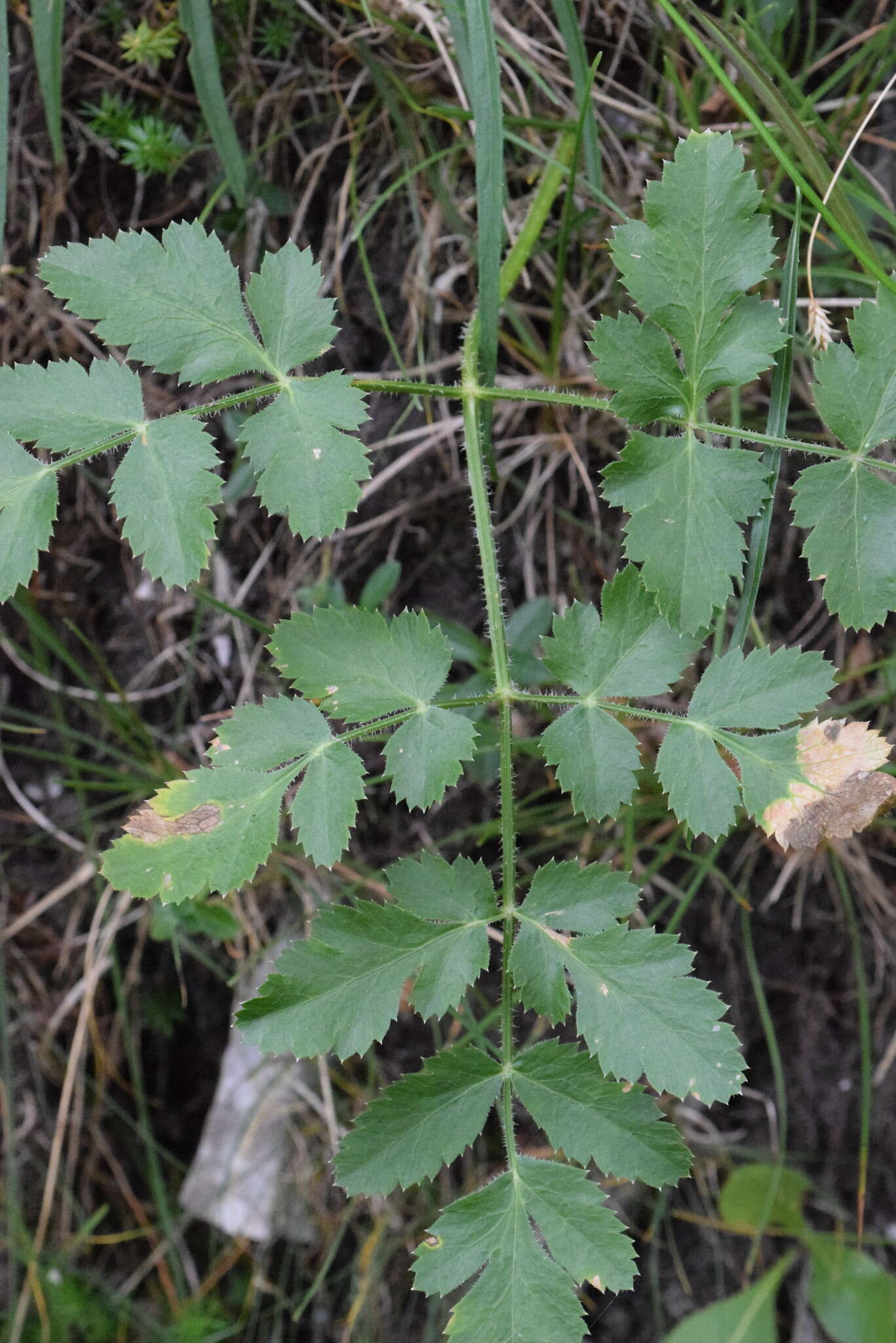 Imagem de Laserpitium nitidum Zanted.