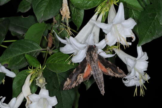 Image of Cramer's Sphinx Moth