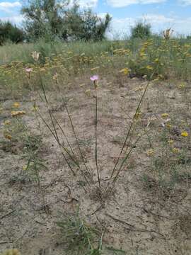 Image of Dianthus polymorphus Bieb.